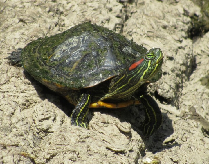 Red-ear Slider